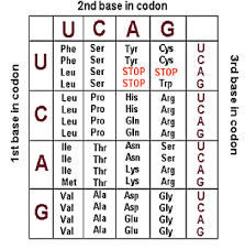 use chart to translate transcribe here are a ser