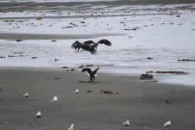 All the times are generated in local time in southcentral alaska and the daylight lighting. Anchor Point 2021 Best Of Anchor Point Ak Tourism Tripadvisor