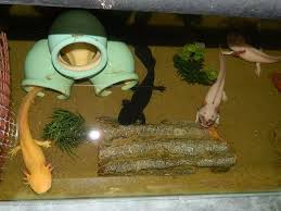 Silly Axolotls Sexing And Breeding Axolotl Care Axolotl Pet Axolotl