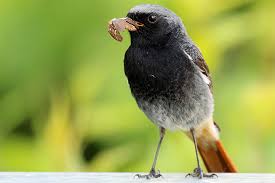 Auf dieser seite listen wir für sie die häufigsten einheimischen vogelarten auf, die in unseren gärten vorkommen und bieten ihnen auf. Der Nabu Gibt Tipps Zur Vogelfutterung