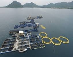 Keramba Jaring Apung Kja Aquatec Dukung Budidaya Laut Norwegia Pantai Melepaskan