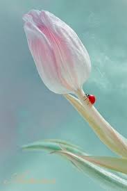 Carmelitalikes A Secret A Secret Is The Heaviest Thing In The World Thank You Touchn2btouched Ladybug Nature Photography Beautiful Flowers