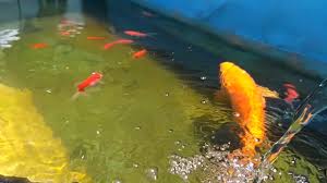 Nikmati bermain dengan ikan koi kamu di rumah. Cara Memelihara Ikan Mas Dikolam Mini Depan Rumah Youtube