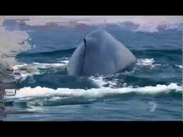 Worlds Largest Blue Whale Ever Discovered In Sri Lanka Blue Whale Whale Ocean Habitat