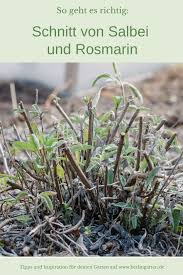 Zierpflanzen werden wie auch nutzpflanzen durch den menschen kultiviert und können sowohl mehrjährige verholzende pflanzen (ziergehölze) als auch einjährige oder mehrjährige krautige. Die 200 Besten Bilder Zu Garten In 2020 Garten Pflanzen Garten Pflanzen