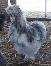Silkie pekin bantam cross chickens. Silkie Chickens Backyard Silkie Chickens Beautiful Chickens