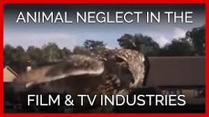 1 review of birds & animals unlimited after watching the video from peta showing this company's trainer forcing a terrified german shepherd into rushing water, i went to their website where they state the video was only a minute long was taken out of context and the dog is fine. Pound Like Conditions Exposed At Prominent Hollywood Animal Supplier