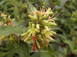 Maybe you would like to learn more about one of these? Diervilla Sessilifolia Butterfly De Bloeimeesters