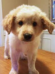 Hagerstown Md Golden Retriever Meet Ziggy A Pet For Adoption