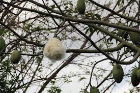 There was a board naming the species and it's native. Chorisia Speciosa Floss Silk Treeworld Wholesale