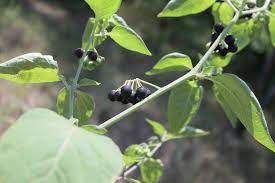 Green and white bracts form at the top of each stem, which then gets small delicate. Blackberry Nightshade The Wild Food Huntress