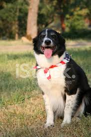 Abd Bayragi Bandana Ile Border Collie Kopek Stok Fotograflari Freeimages Com