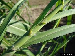 Image result for Cenchrus purpureus