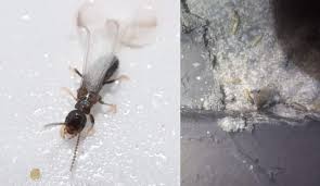 Can i treat the house myself? Get Rid Of Termites Omega Termite Pest Control