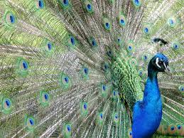 Peacock.