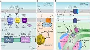 Frontiers Engineered Accumulation Of Bicarbonate In Plant Chloroplasts Known Knowns And Known Unknowns Plant Science