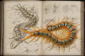Scolopendra Cingulata Photo By Photographer Igor Siwanowicz Centipede Scientific Illustration Bugs And Insects