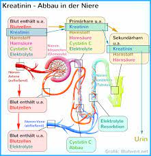 Kreatinin Blutwert Krea Crea