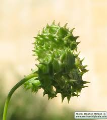 Image result for Medicago polymorpha