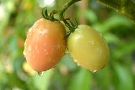 Image result for Solanum sp. B