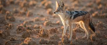 New jersey jackals professional baseball. Jackal African Wildlife Foundation