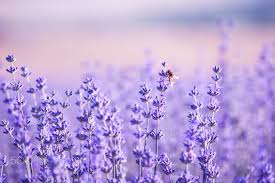 Purple aesthetic laptop background reblog if wallpaper computer wallpaper desktop wallpapers desktop wallpaper art aesthetic desktop wallpaper. Working Hard Scheduled Via Http Www Tailwindapp Com Utm Source Pinterest Utm Medium Twpin Utm Content Purple Wallpaper Lavender Aesthetic Purple Aesthetic