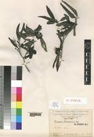 Image result for Coptosperma