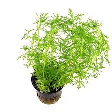 Image result for Limnophila