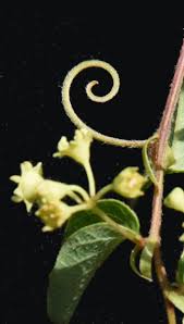 Image result for Rhamnaceae