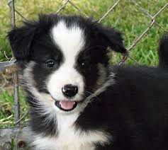 If you are interested in helping animal rescues raise money the australian shepherd mixed with the border collie might be prone to hip dysplasia, various eye diseases, sensitivity to certain drugs, and epilepsy. Mini Aussie Border Collie Puppies Pet Dog Puppies For Sale In Ny Want Ad Digest Classified Ads Dog Breeds Border Collie Puppies Dog Portraits