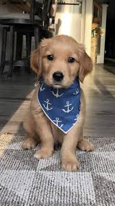 Pin By Laura On Amore Per Gli Animali Cute Baby Animals Cute Dogs Breeds Cute Animals