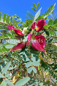 Image result for Sesbania sericea