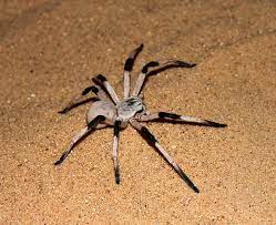 The real stories behind earth's largest spiders. 10 Largest Spiders In The World Largest Org
