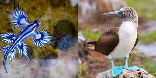This must have been a difficult list to compile. Top 10 Most Unique Animal Top To Find