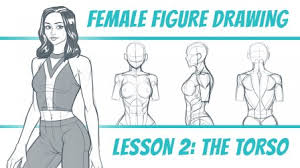 See more ideas about anatomy reference, anatomy, anatomy for artists. Figure Drawing Basics The Female Figure Kyle Petchock Skillshare