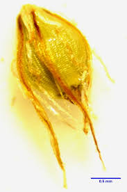 Image result for Eleocharis mutata