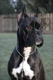 Purple is a classic brindle female boxer puppy. Boxer Dog Black