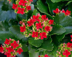 Widow S Thrill Kalanchoe Kalanchoe Blossfeldiana Kalanchoe Flowers Plants