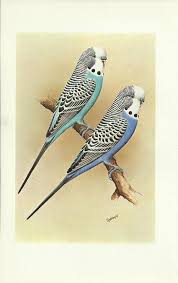 My Mammaw And Pappaw Had A Bird Like This A Green One Too I Loved Playing With Them I Especially Loved It When It Would Climb Up On Pappaw S Sho Goruntuler Ile