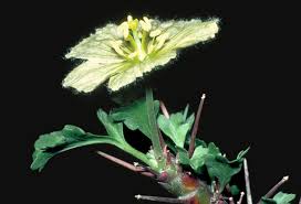 Image result for Monsonia angustifolia