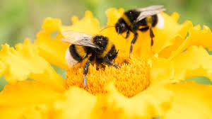 Do bees have a favorite flower. Save The Bumble Bees By Planting These Flowers Cnn