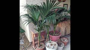 We did not find results for: How To Divide And Repot Kentia Palms Youtube