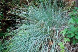 Image result for Festuca chodatiana