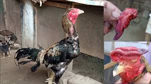 The first thing i remove is the back part of the comb ( the blade ), cutting as close to the comb's base as you can, cut it off ( straight up and down ). Why I Cut My Rooster S Comb Hen Removed From Broodiness Chick S Care From Mosquito Attacks Youtube