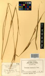 Image result for Andropogon pseudapricus