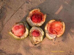 Image result for Landolphia lanceolata