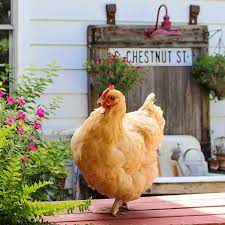 Pin By Elettra Sp On Domestic Poultry Cute Chickens Pet Chickens Chicken Humor