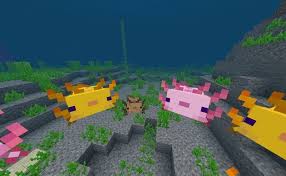 There is only 0.0083% chance of the offspring to be blue, which makes it extremely, extremely rare to get this axolotl. Official Minecraft 1 17 Caves And Cliffs Update Changelogs Now Available Windows Central