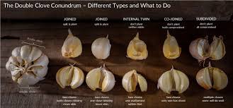 It comes from a variety called hardneck garlic: Garlic Double Cloves The Tasmanian Gourmet Garlic Facebook