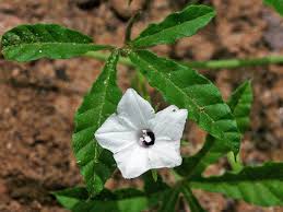 Image result for Ipomoea magnusiana